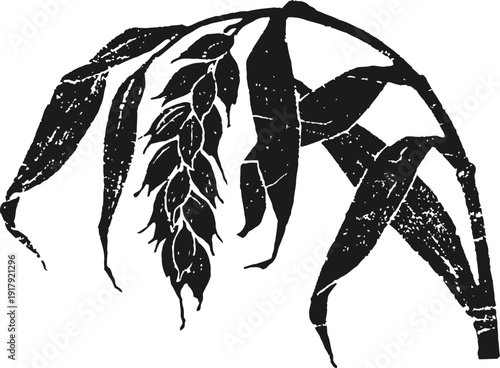 monochrome botanical illustration of hanging wheat and leaves with textured vintage effect