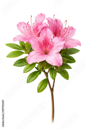 a cluster of soft pink azalea flowers with visible stamens and green leaves, isolated on a transparent background.