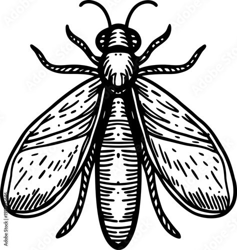 Detailed black and white illustration of a moth insect with patterned wings and segmented body