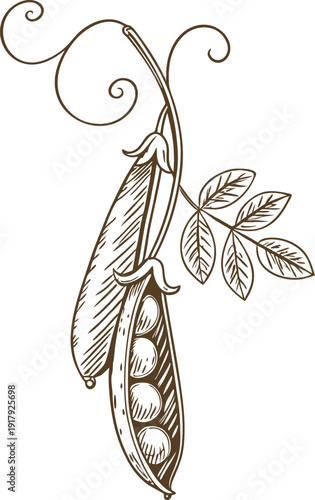 Hand drawn pea pods with leaves and tendrils botanical illustration in vintage