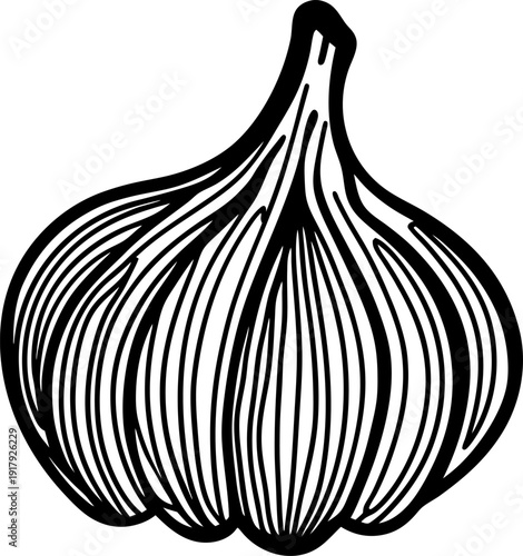 Black and white hand drawn garlic bulb illustration with detailed line art isolated on white background