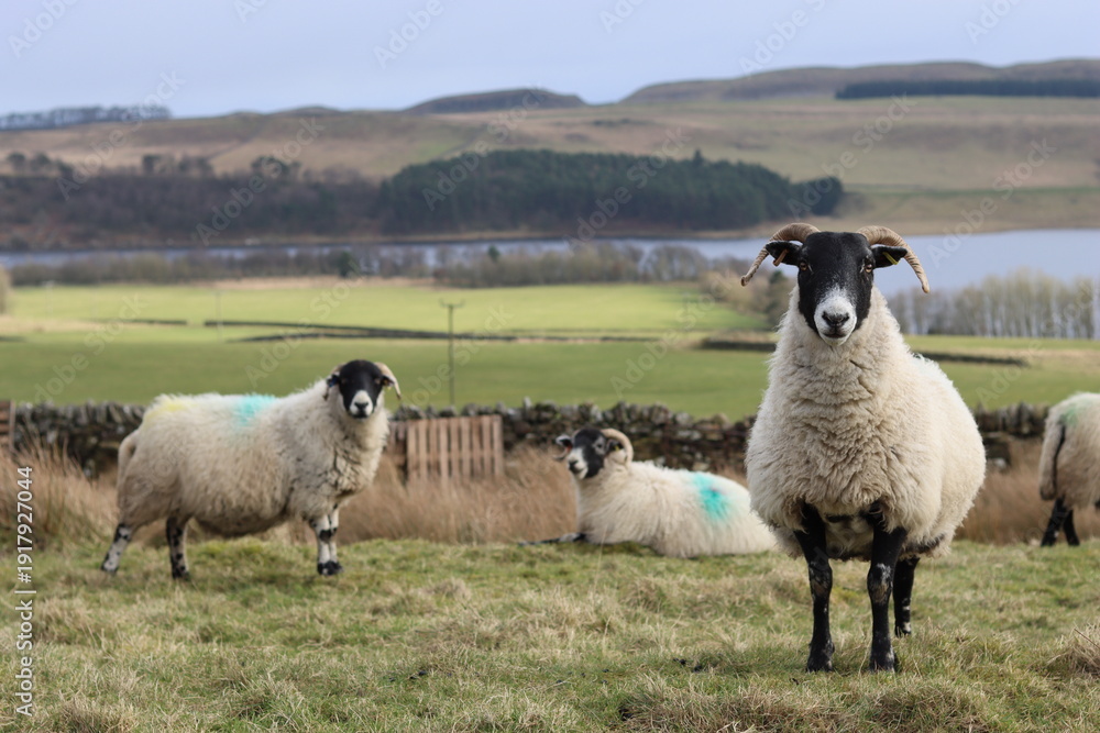 Obraz premium Sheep grazing overlooking a lough in Northumberland
