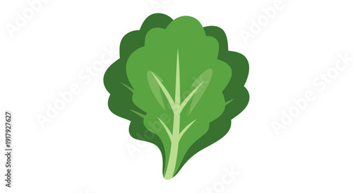 Green leafy vegetable image, vector illustration, healthy food concept, for design.