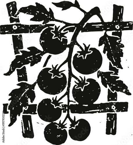 Black and white tomato plant silhouette with ripe tomatoes on wooden trellis garden support