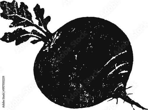 Black radish root vegetable with leaves, rustic engraved illustration
