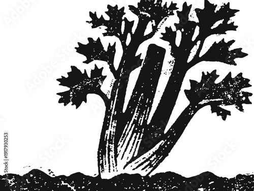 Vintage celery plant illustration with leafy stalks growing from soil in black and white