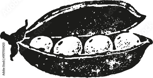 Pea pod with peas illustration vintage botanical drawing of open pea pod with four peas inside
