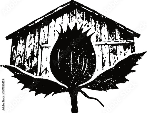 Cotton boll with leaves in front of wooden barn silhouette rustic agriculture concept