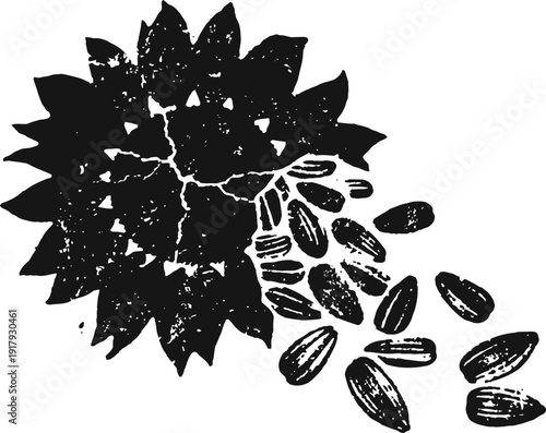 Black sunflower head with scattered seeds vintage engraving botanical illustration