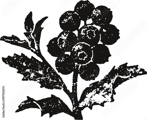 Vintage floral illustration of a detailed blooming flower with leaves in black ink