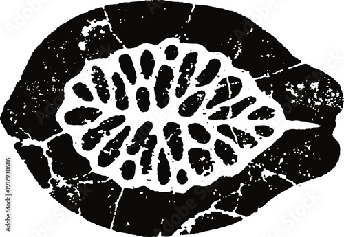 Vintage botanical illustration of walnut fruit and cracked shell with kernel inside