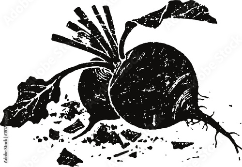 beetroot with leaves vector illustration fresh root vegetable detailed drawing isolated on white