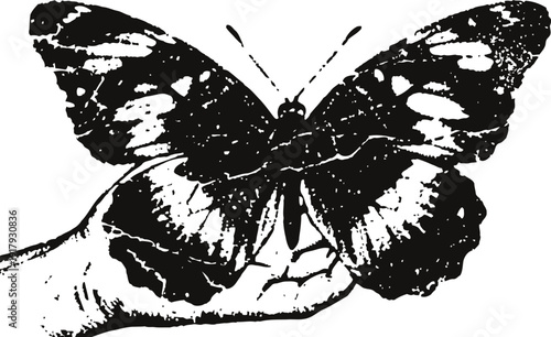 Black and white butterfly resting on human hand nature insect close up with detailed wings in monochrome