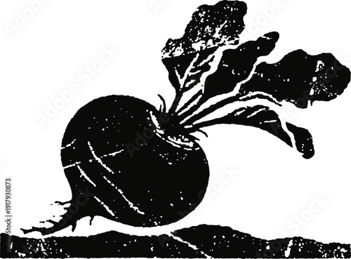 Vintage black and white beetroot illustration with leaves, root vegetable drawing for healthy food design