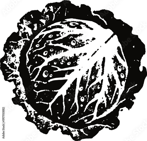 Black cabbage illustration detailed leafy vegetable drawing with veins and texture
