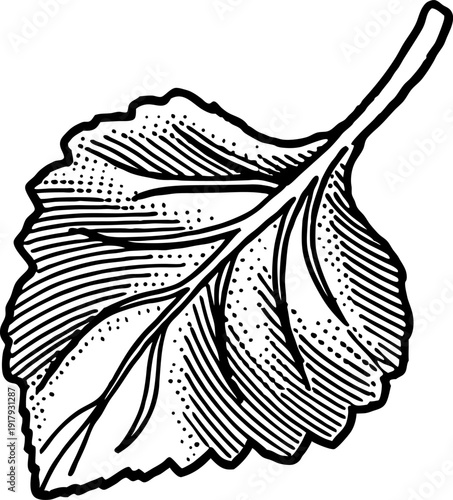 Detailed botanical illustration of a single leaf with visible veins and texture lines