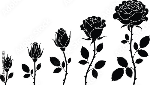 "Silhouette illustration of rose growth stages from bud to full bloom, showing natural flower development progression for botanical, floral, and educational vector artwork"