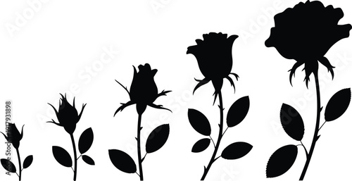 "Silhouette illustration of rose flower growth stages from closed bud to full bloom, showing natural botanical development for floral, garden, and educational vector artwork"
