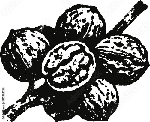 Walnuts on branch with open shell showing nut kernel detailed black and white illustration