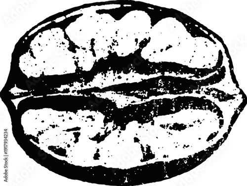Walnut kernel illustration detailed black and white drawing of a single cracked walnut healthy nut close up, food ingredient sketch