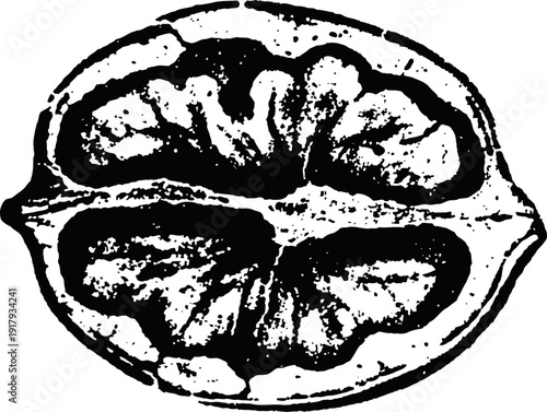 Black and white illustration of a walnut half showing detailed nutmeat texture
