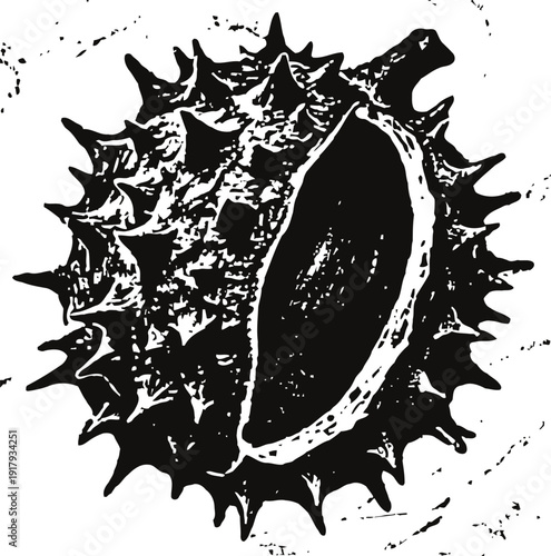spiky chestnut shell illustration with open view showing textured interior detail