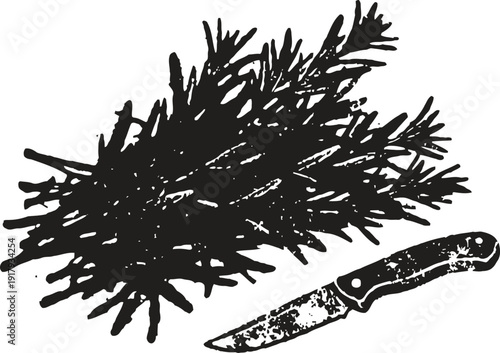 bundle of fresh seaweed with knife for harvesting and preparation on white background
