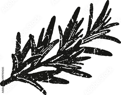 vintage rosemary herb illustration hand drawn aromatic plant branch with leaves