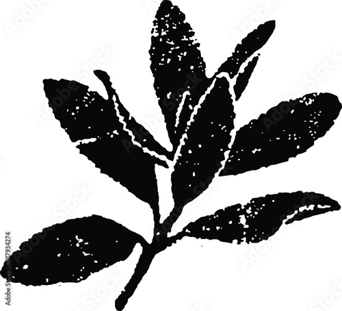 Vintage botanical illustration of bay leaves branch with detailed textures and natural shape