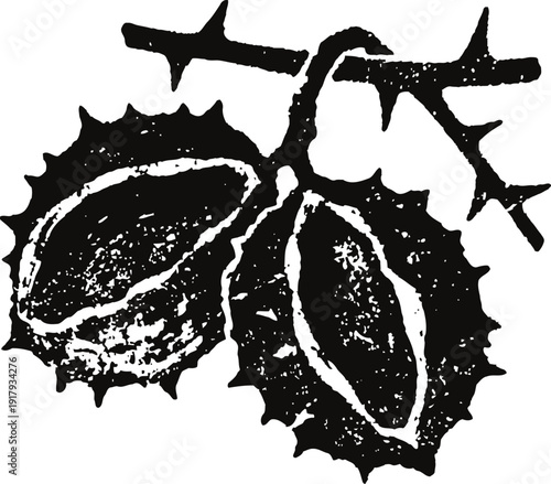 Chestnuts with spiky shells hanging from a branch natural autumn fruit illustration