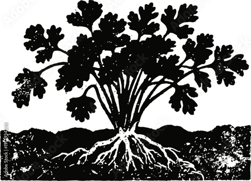 Parsley plant with root system in soil, herb garden illustration, natural leafy vegetable, botanical drawing