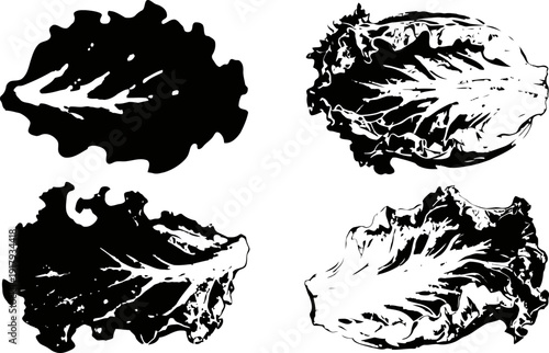 crisp lettuce leaves silhouette set fresh healthy vegetable, organic garden green salad collection
