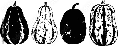 Black and white vintage illustration of four striped squash varieties isolated on white background