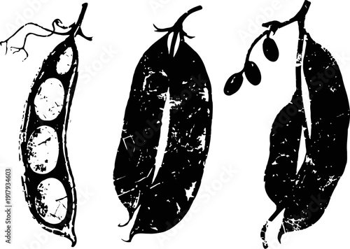 black ink botanical illustration of pea pods with textured vintage and grunge effect