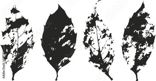 black grunge silhouette leaves set four different distressed textured leaf shapes isolated on white background