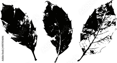 Three black and white decayed leaves silhouettes isolated on white background with detailed veins and edges
