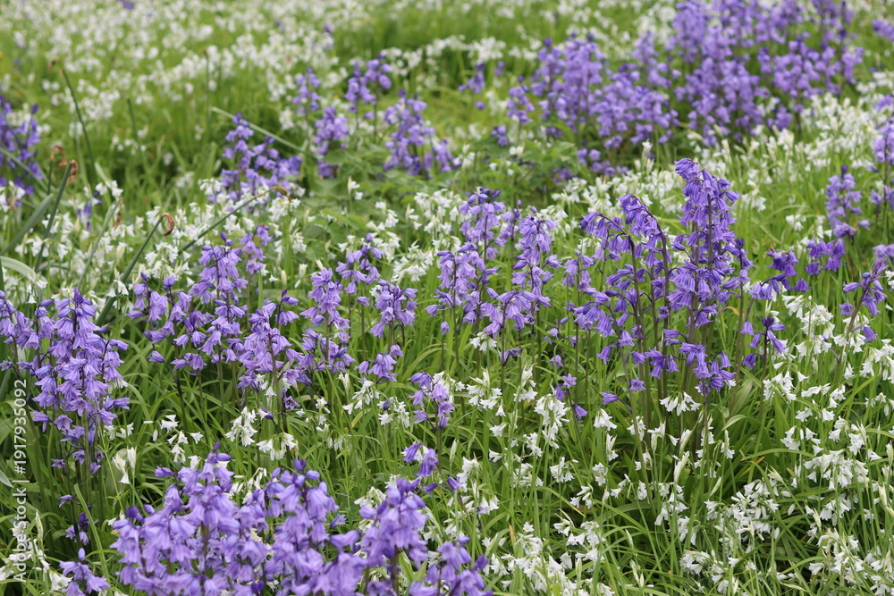 Obraz premium Masses of wild bluebells and whitebells in a woodland