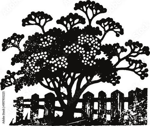 Silhouette of a large tree with dense foliage and a wooden picket fence in the background