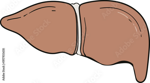 Liver structure and function in the human body including its role in digestion and metabolism