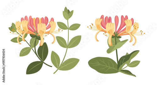 Honeysuckle Image, Vector Illustration, Botanical Design, Floral Element, Nature, Springtime, Garden