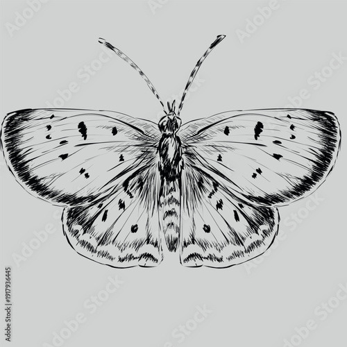 butterfly on a white background