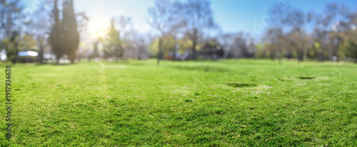 Panel kuchenny z motywem Sunny green park field with trees in backgroun, panorama
