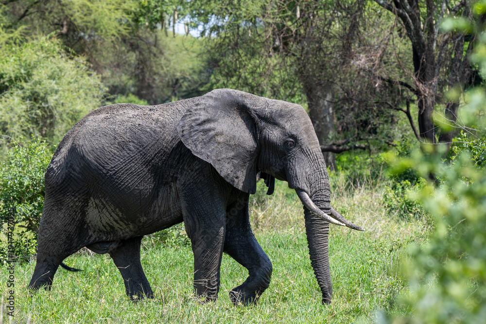 Fototapeta premium Afrikanischer Elefant im Tarangire Nationalpark in Tansania