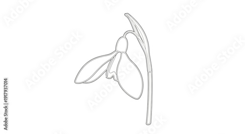 Professional Vector Icon of an Elegant Snowdrop with Ultra-Minimalist Lines and Purity. transparent.