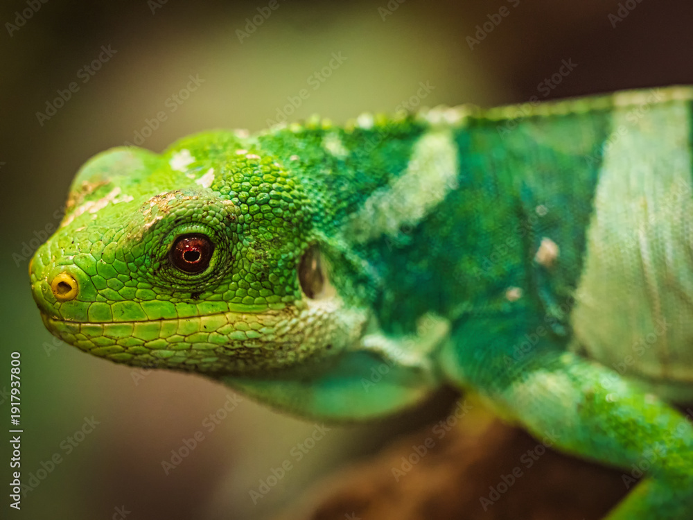 Fototapeta premium Portrait of a Fiji Iguana
