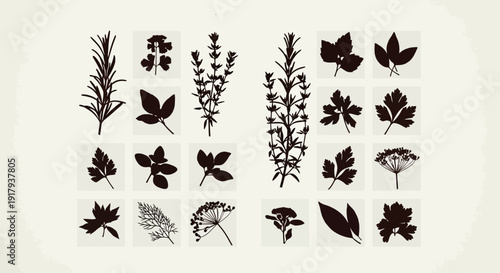 Herbs and spices silhouette icon collection. Includes rosemary, thyme, oregano, basil, parsley, dill, bay leaf, and sage symbols. Created in black and white style with a monochrome palette.