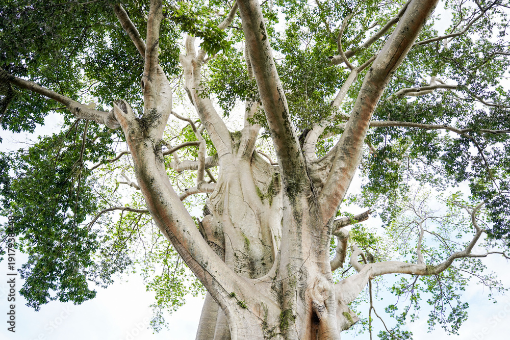 Fototapeta premium Giant 700-Year-Old Kayu Putih Ancient Tree in Bayan, Bali