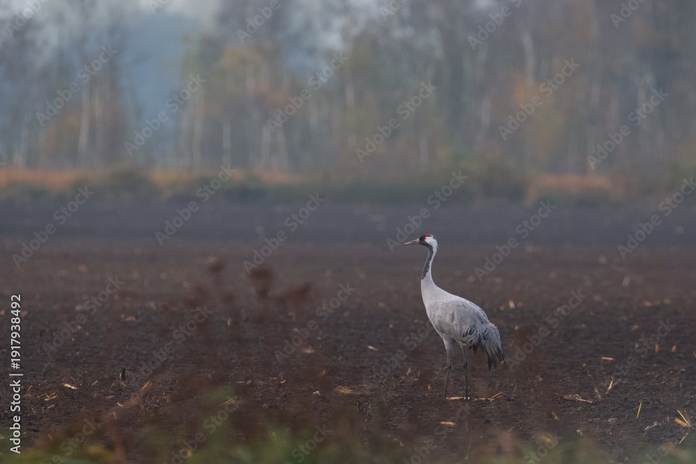Obraz premium Kranich, Grus Grus, Grey Crane