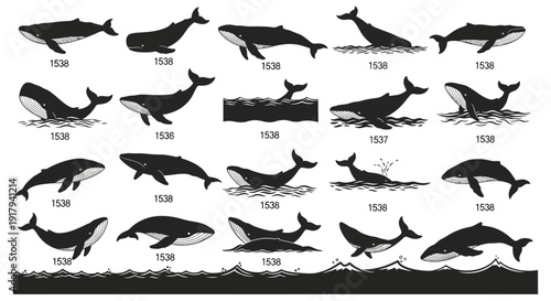 Whale and ocean waves vector icon collection. Includes various whale species, swimming, breaching, and diving poses, and ocean wave elements. Created in flat black and white style with detailed