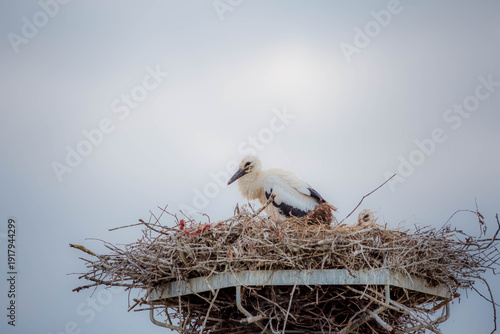 white stork in the nest. White Stork on Nest with Large Copy Space, Horizontal Composition. White storks in nest. Young white storks in a nest.